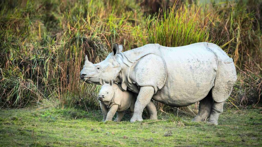 Kaziranga